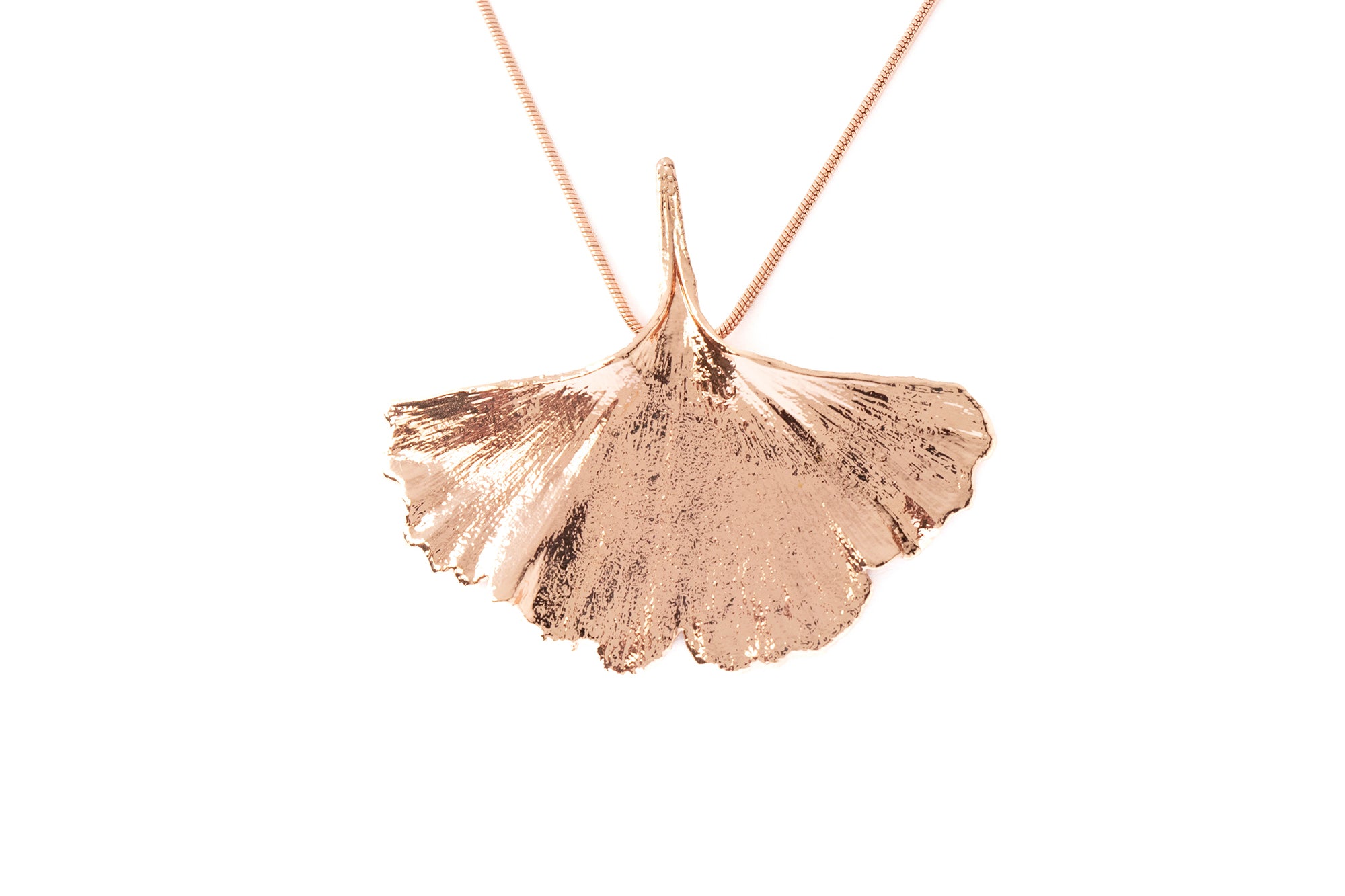 Ginkgo