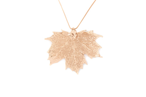 Canadian Maple