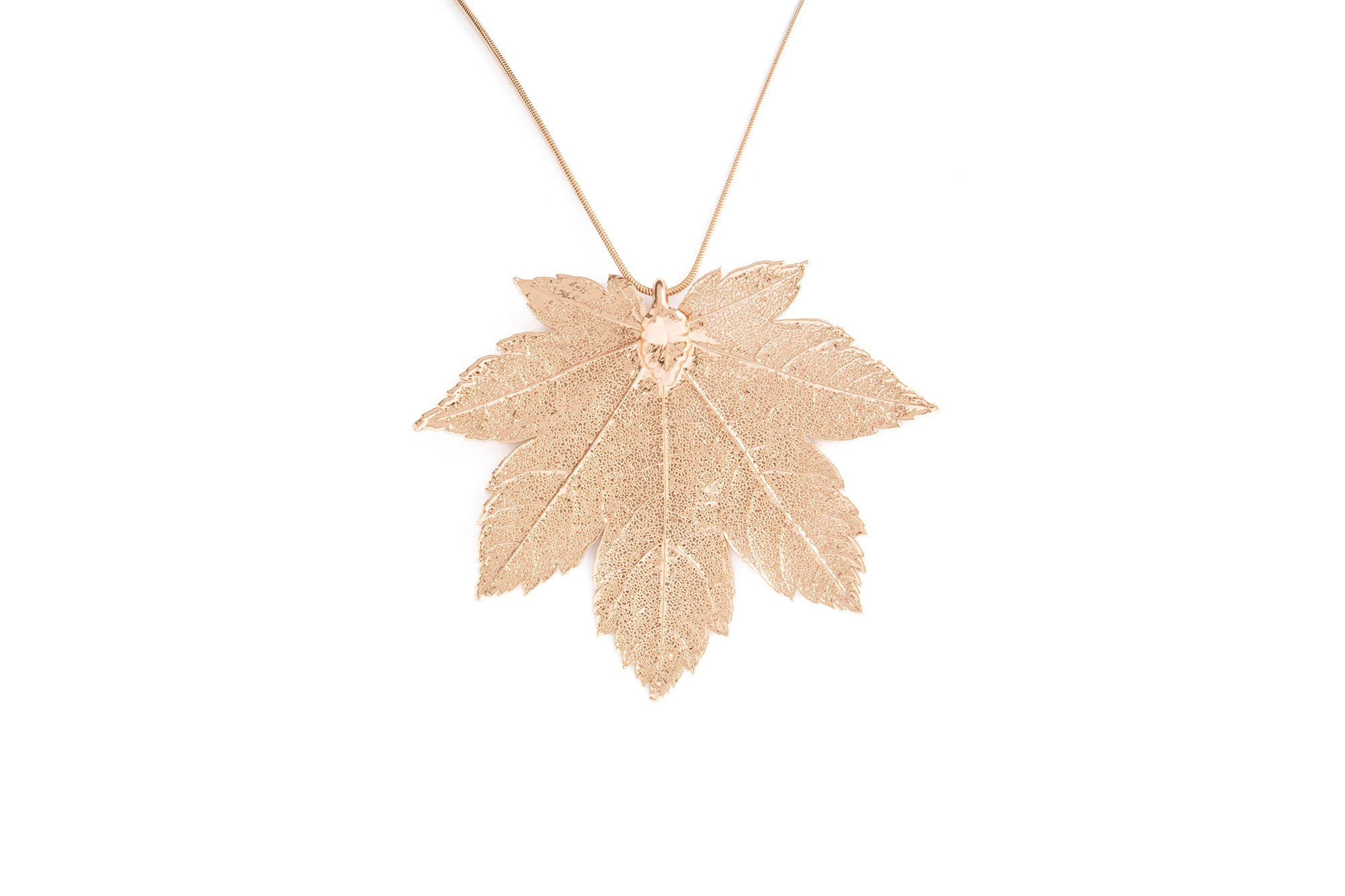 Full Moon Maple