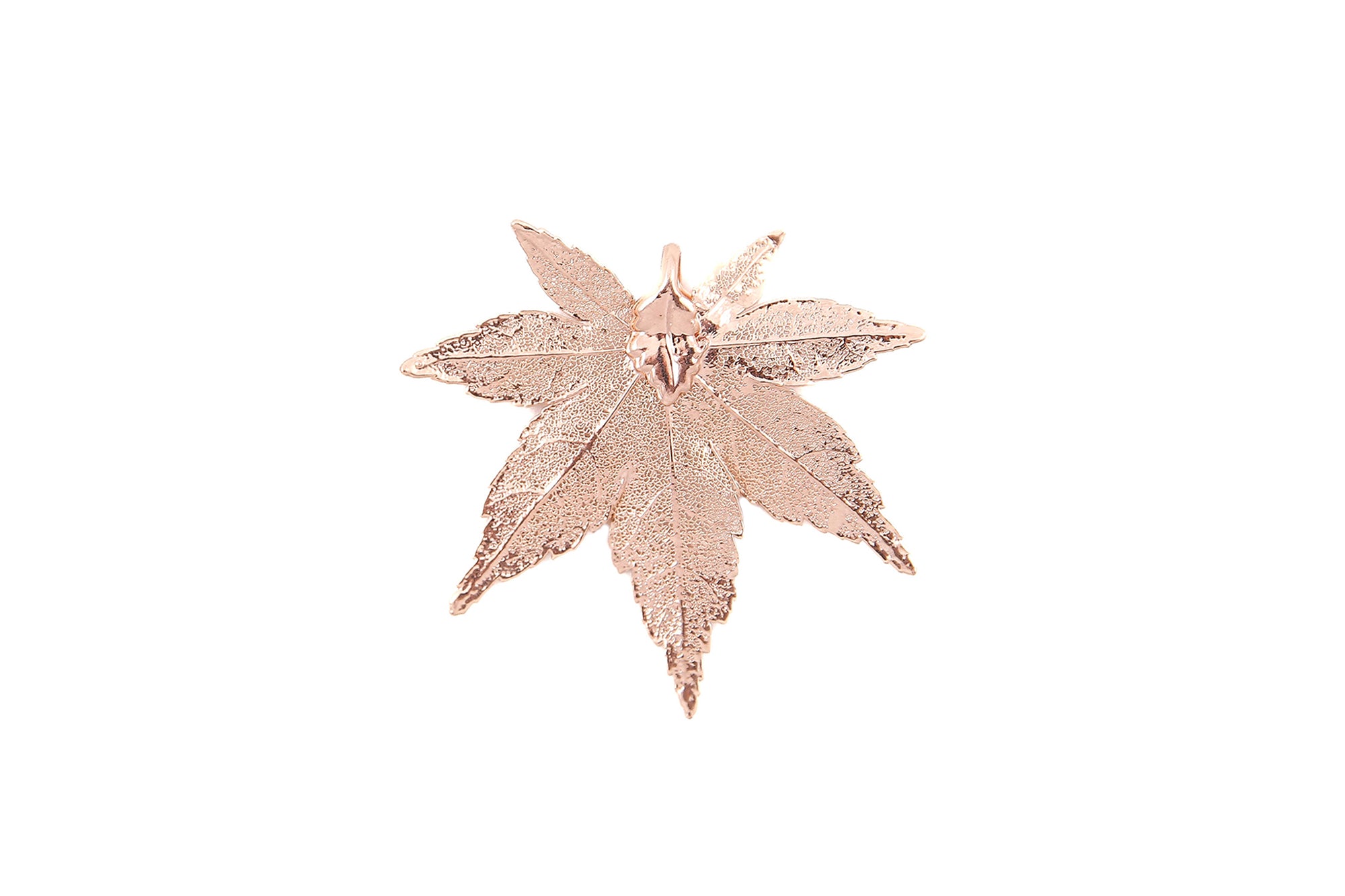 Japanese Maple